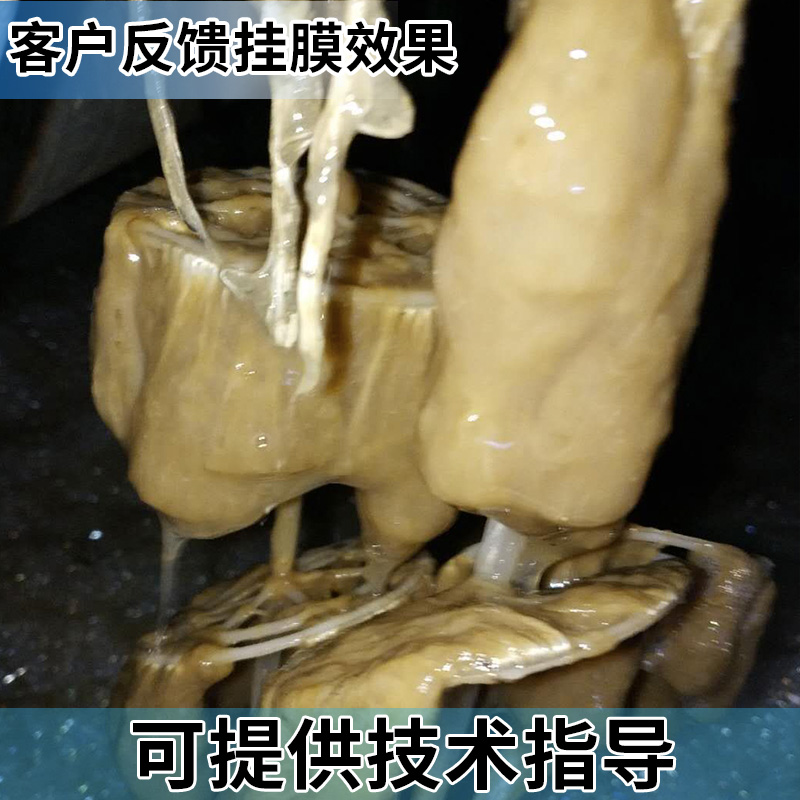 组合填料与绳式填料挂膜效果